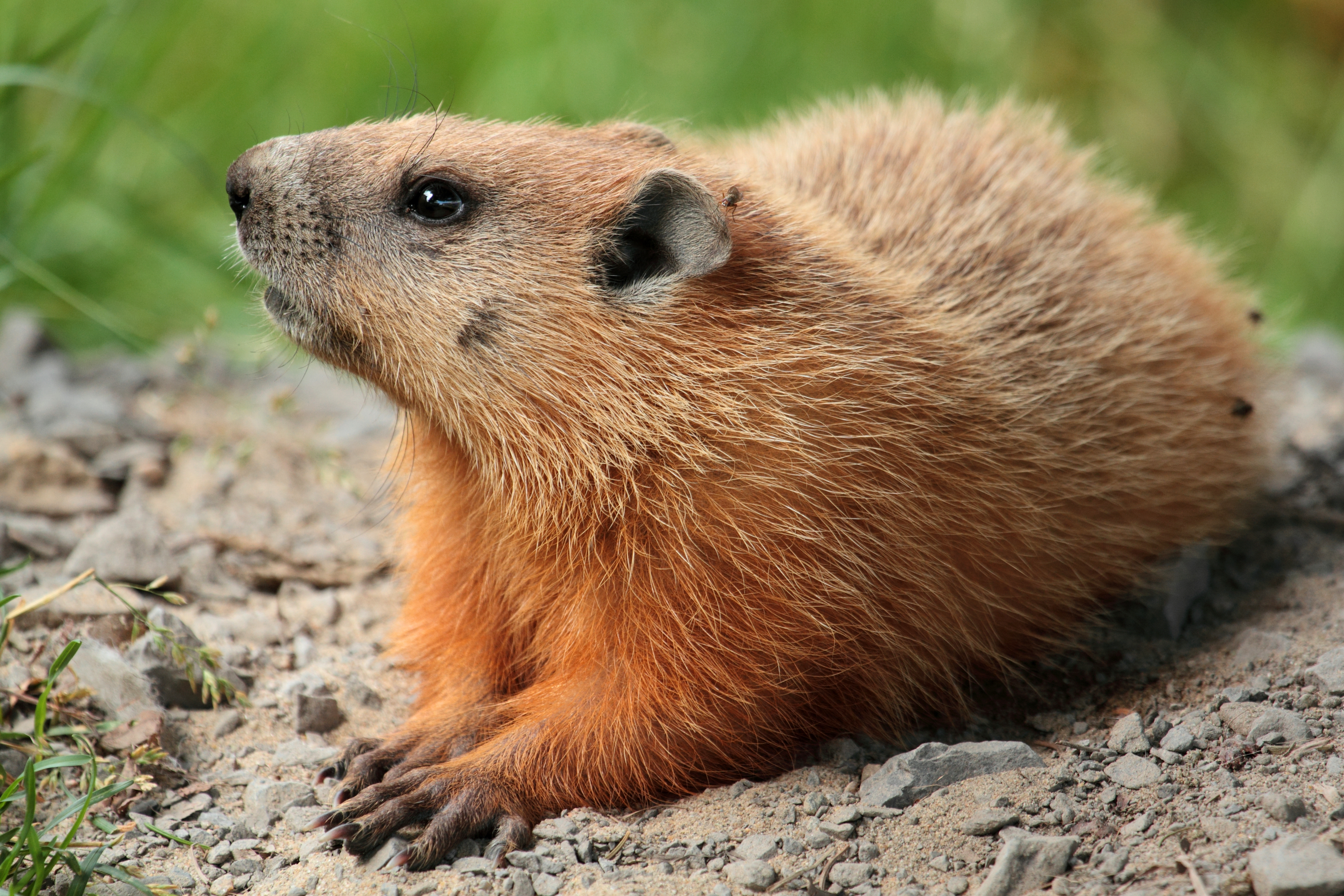 Encoded Groundhog